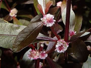 Alternanthera wine sessilis producing seed