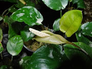 Anubias barteri flowering