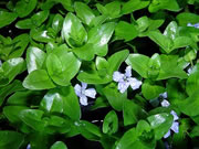 bacopa caroliniana Flowering