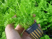 Ceratopteris thalictroides