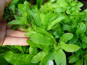 Echinodorus martii