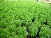 Newly planted Ambulia