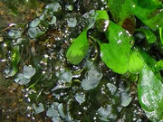 Microsorium plants grown from spores (prothalli)