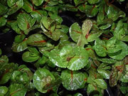 Rotala macranda