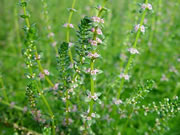 Indigenous to South west africa,  a flowering rotala spp.