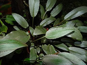 Cryptocoryne