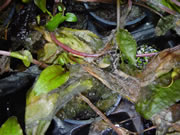 Cryptocoryne rot