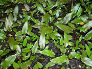 Young Cryptocorynes grown in tissue culture