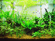 Newly planted aquarium