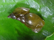 A pair of snails on plant leaf
