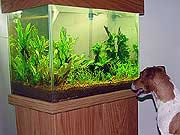 Planted aquarium