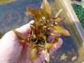 Nymphea Species