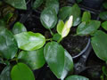 Anubias nana