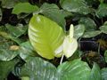 Anubias barteri