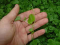 Cardimine lyrata
