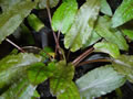 Cryptocoryne wendtii