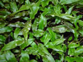 Cryptocoryne wendtii