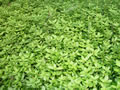 Hygrophila polysperma
