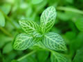 hygrophila polysperma rosanavig
