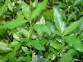 Hygrophila aquatica
