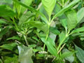 Hygrophila aquatica