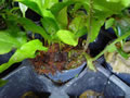 Java fern