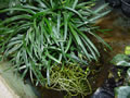Ophiopogon japonicus kyoto dwarf